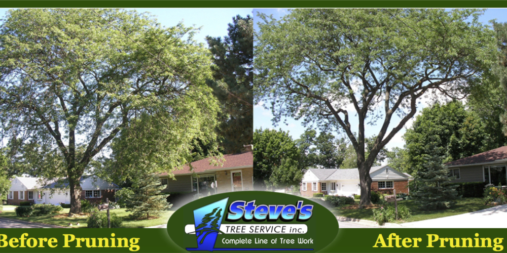 Steve's Tree Service climber working a mature canopy
