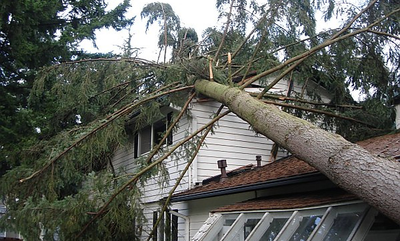 Storm-damaged tree at dawn with response crew