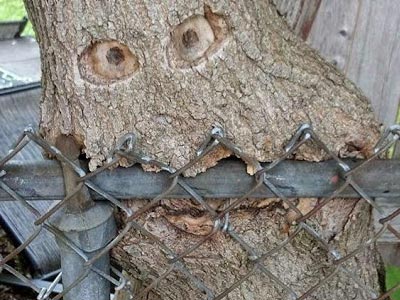 Steve's Tree Service crew